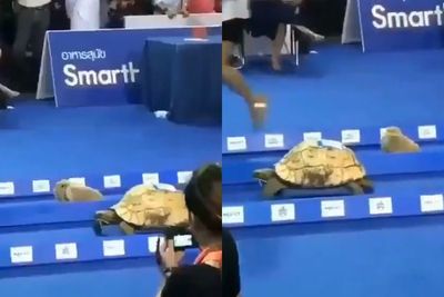 Tak Cuma di Dongeng, Begini Jadinya Jika Kelinci dan Kura-kura Balapan Beneran