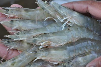 Ekspor dan Harga Menggiurkan, Budidaya Udang Potensial Bagi Nelayan