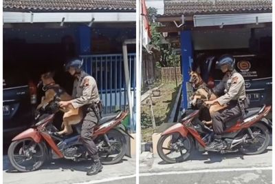 Anjing Polisi Ini Ikut Kerja Naik Motor, Minta Duduk di Depan Layaknya Seorang Anak