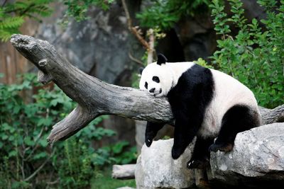 Sudah di-USG, Panda di Kebun Binatang Washington Siap Melahirkan