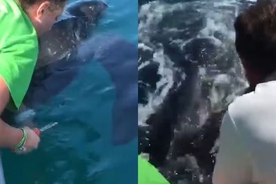 Pria dan Anaknya ini Selamatkan Penyu Raksasa yang Terjebak Oleh Jaring Ikan di Laut