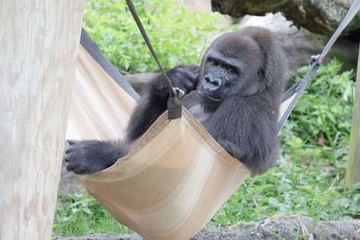 Sedang Menanti Kelahiran Anak Pertama, Gorila di Kebun Binatang New Orleans Dapat Hadiah