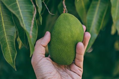 10 Manfaat Kesehatan Makan Mangga Muda dan Efek Sampingnya Jika Berlebihan