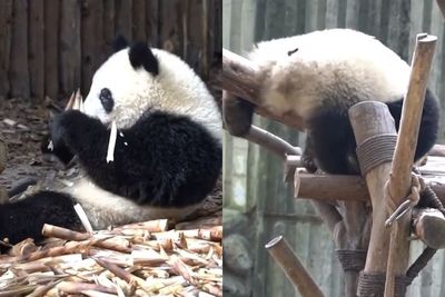 Video: Aksi Menggemaskan Panda Yang Habiskan Waktunya Hanya Makan dan Tidur