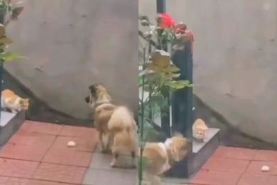 Aksi Menggemaskan Anjing yang Berbagi Makanan dengan Kucing Liar, Bikin Hati Netizen Adem