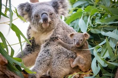 Bayi Koala di Kebun Binatang AS Ini Resmi Tinggalkan Kantung Ibunya, Gemes!