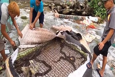 Iiih, Dalam Kasur Ini Ada Puluhan Ular, Bisa Bayangkan Tidur di Atasnya