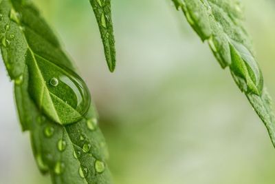Jadi Komoditas Binaan Tanaman Obat, Tak Berarti Bebas Tanam Ganja, Ini Maksud Kementan