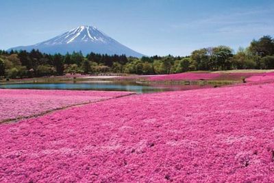 Cantiknya Hamparan Bunga Lumut Merah Jambu di Jepang, Kayak Karpet Pink!