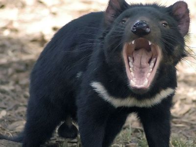 Tasmania Devil, Karnivora yang Makan Banyak dan Tak Takut Gemuk