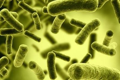 Sejarah Penemuan Virus: Kisah Tobacco Mosaic Virus yang Mengubah Dunia Sains