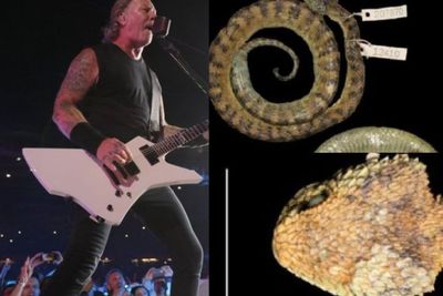 Spesies Ular Berbisa Terbaru Ditemukan, Namanya Terinspirasi dari Vokalis Metallica
