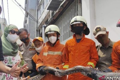 Ular Sanca Tiga Meter Hebohkan Warga Jakarta Barat