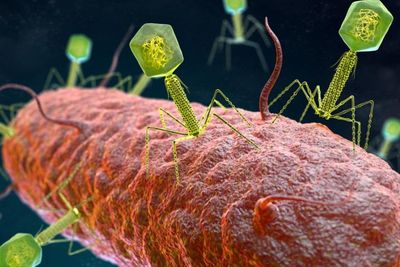 Bagaimana Jika Seluruh Virus di Dunia Musnah?