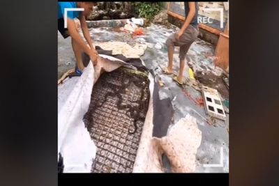 Merinding, Kasur Springbed Dibongkar, Ternyata Isinya Puluhan Ular Besar