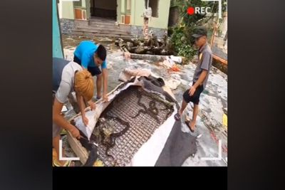 Ular Bersarang di Kasur Springbed, 3 Pria Ini Santuy Bongkar Springbed Tanpa Pelindung