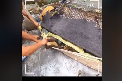 Heboh, Puluhan Ular Bersarang di Bawah Kasur Springbed, Ternyata Penyebabnya Ini