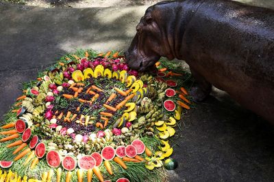 HBD! Kuda Nil Tertua di Thailand Rayakan Ulang Tahun ke-55