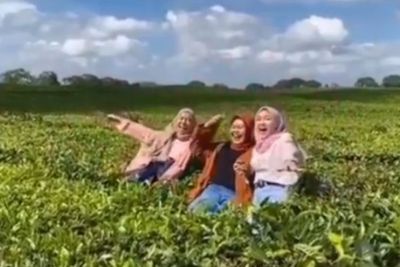 Viral 3 Cewek Foto-foto di Kebun Teh Bikin Rusak Tanaman, Malah Ketawa-ketawa