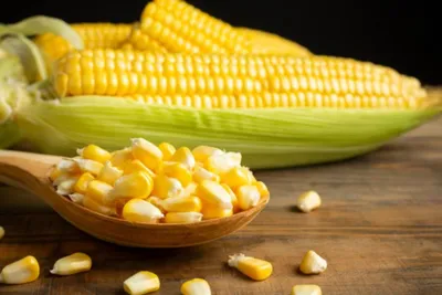 Stop dan Buang! Nekat Makan Jagung Jamuran Rentan Berisiko Kanker Hati