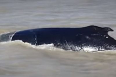Diduga Tersesat, Paus Bungkuk Ini Berenang di Sungai Australia yang Penuh Buaya