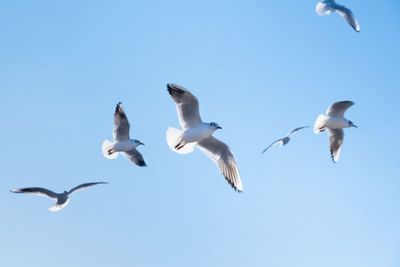 Benarkah Burung Dapat Melakukan Hibernasi?