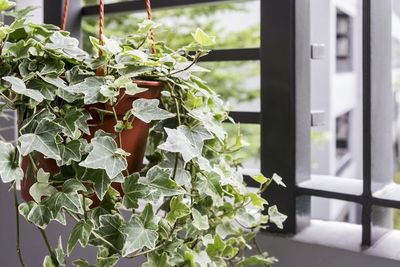 Tanaman Ivy, Pohon Feng Shui yang Diminati Banyak Orang