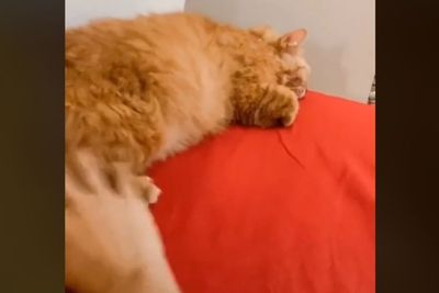 Cewek Minta Kucing Peliharaan Temani ke Toilet Tengah Malam, Reaksi Kucingnya Gemas Banget
