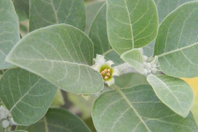 Ashwagandha, Gingseng India dari Praktik Pengobatan Kuno India