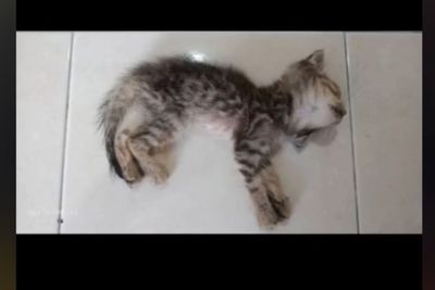 Seorang Pria Rawat Kucing Kecil Lumpuh, Badan Kurus Tak Terdaya, Endingnya Tak Terduga