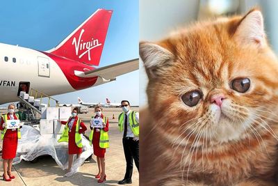 Maskapai Virgin Australia Larang Penumpang Bawa Hewan Berhidung Pesek, Kenapa?