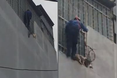 Detik-detik Aksi Heroik Saat Petugas Damkar yang Selamatkan Anjing di Lantai Empat