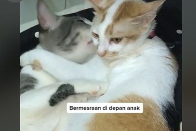 Sepasang Kucing Bermesraan di Depan Anak-anaknya yang Masih Kecil, Tingkahnya Menggemaskan
