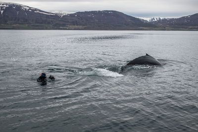 Islandia Tawarkan Petualangan Baru, Pelancong Bisa Berenang dengan Paus Bungkuk!