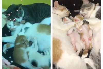 Kucing Jantan Ini Sayang Banget Sama Betina dan Anak-anaknya, Jadi Bikin Iri