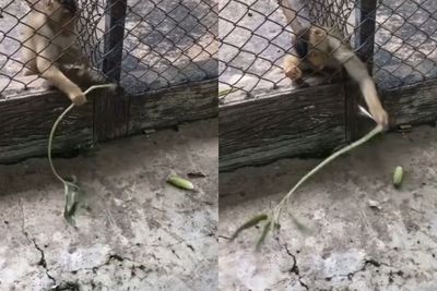 Aksi Monyet Raih Timun ini jadi Sorotan, Akalnya Pintar seperti Manusia