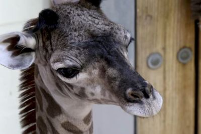 Bayi Jerapah Lahir di Belakang Panggung Disney s Animal Kingdom