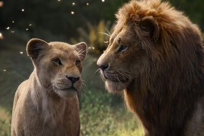 Prekuel The Lion King Dalam Pengerjaan Sutradara Barry Jenkins
