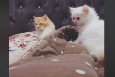 Kucing Jantan Ini Tak Mau Didekati Anaknya, si Anak Tak Menyerah, Endingnya Tak Disangka