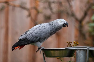 Kerap Memaki Pengunjung, 5 Burung Beo di Taman Margasatwa Inggris Dipisahkan