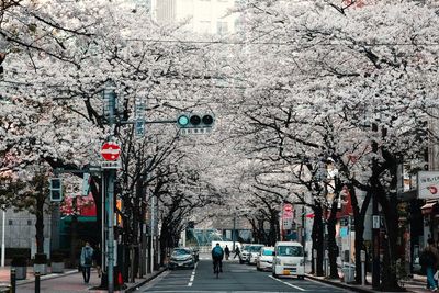 Jepang Berencana Sambut Kembali Wisatawan Internasional Mulai 1 Oktober