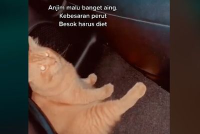 Viral Kucing Terjatuh saat Lompat dan Langsung Ngumpet, Tingkahnya Menggemaskan