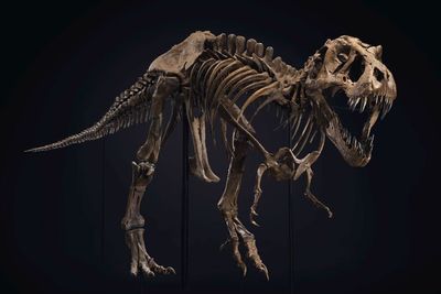 Salah Satu Kerangka T-Rex Terbesar di Bumi Siap Dilelang, Segini Harganya