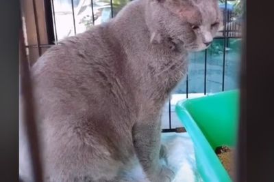 Punya Kucing Berjiwa Preman, Cewek Ini Akhirnya Rukyah Kucingnya, Reaksi si Kucing Gemas