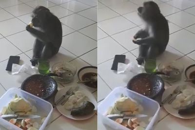 Aksi Kocak Monyet yang Nyelonong Masuk Rumah Seenaknya dan Makan Rujak