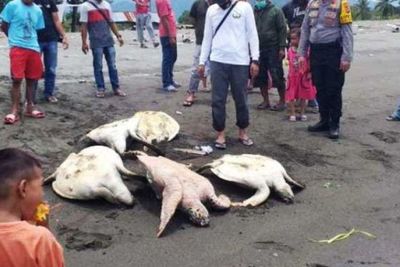 Puluhan Penyu di Mamuju Dibantai Warga Karena Makan Rumput Laut