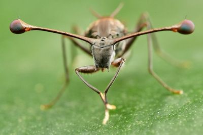 Lalat Bermata Batang, Penampilan Serangga yang Mirip Alien di Alam Liar
