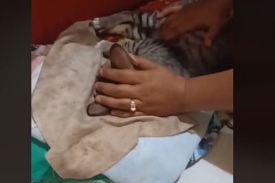 Viral Kucing Mendadak Kejang-kejang Bikin Seisi Rumah Panik, Netizen: Ngga Tega Lihatnya