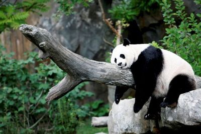 Kebun Binatang Washington DC Ungkap Jenis Kelamin Anak Panda Mei Xiang, Tebak Apa?