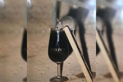 Unik, Pabrik Ini Sediakan Minuman Anggur Gratis untuk Tikus